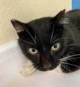 Domestic Medium Hair Cats Available for Adoption in Fargo, North Dakota - Lucky Charms | PetCurious
