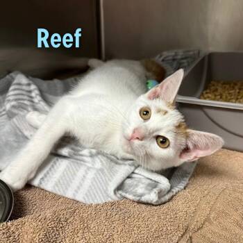 Reef -  American Shorthair Cat for Adoption in Oak Ridge, Tennessee - Reef | PetCurious