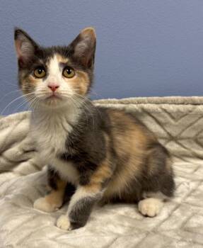 Rescue Domestic Short Hair Cats for Adoption in Little Rock, Arkansas - Zoey | PetCurious