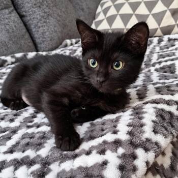 Twink -  Domestic Short Hair Cat for Adoption in Antioch, California - Twink | PetCurious
