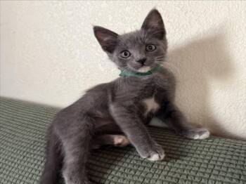 XANDER (*GREEN) -  Domestic Short Hair Cat for Adoption in Woodland, California - XANDER (*GREEN) | PetCurious