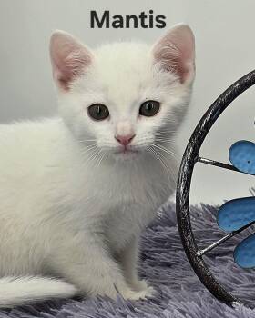 Domestic Medium Hair Cats Available for Adoption in Knoxville, Tennessee - Mantis | PetCurious