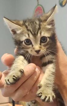 Trinity -  Domestic Short Hair Cat for Adoption in Republic, Missouri - Trinity | PetCurious