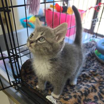 Tabby Cats Available for Adoption in Clarksville, Virginia - Trolley | PetCurious