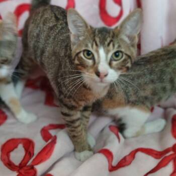 Amos -  Domestic Short Hair Cat for Adoption in Buffalo, Minnesota - Amos | PetCurious