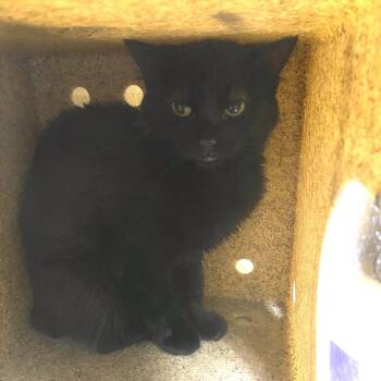 Domestic Short Hair Cats Available for Adoption in Cheyenne, Wyoming - Shadow | PetCurious