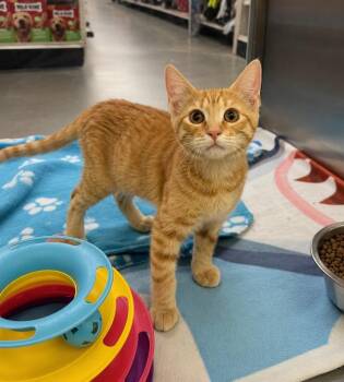Half-High -  Domestic Medium Hair Cat for Adoption in Fort Lupton, Colorado - Half-High | PetCurious
