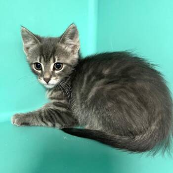 Nita -  Domestic Short Hair Cat for Adoption in Owosso, Michigan - Nita | PetCurious