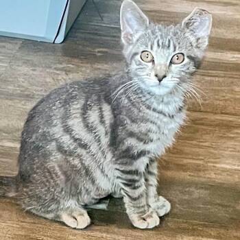 Lexi -  Domestic Short Hair Cat for Adoption in Des Moines, Iowa - Lexi | PetCurious