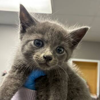 Rescue Domestic Short Hair Cats for Adoption in Greenville, South Carolina - Morty | PetCurious