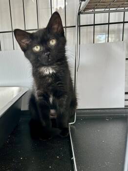 Scarlet -  Domestic Short Hair Cat for Adoption in Darien, Connecticut - Scarlet | PetCurious