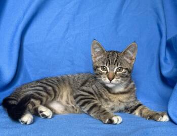 MOON -  Domestic Short Hair Cat for Adoption in Rowland Heights, California - MOON | PetCurious