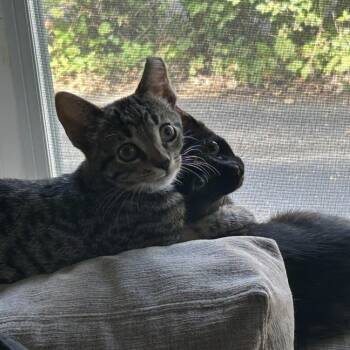 Lucy (k2026) -  Domestic Short Hair Cat for Adoption in Skokie, Illinois - Lucy (k2026) | PetCurious
