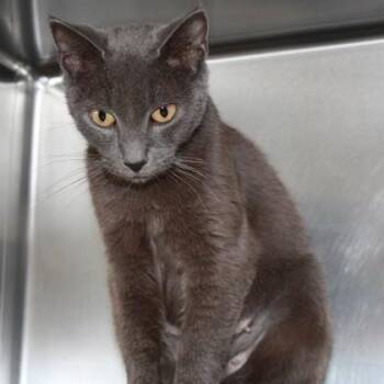 Olive Garden -  Domestic Short Hair Cat for Adoption in Richmond, Virginia - Olive Garden | PetCurious