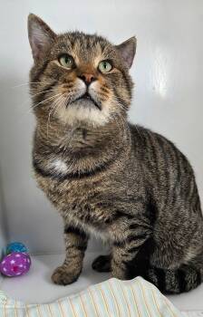 Rambo -  Domestic Short Hair Cat for Adoption in Delson, Quebec - Rambo | PetCurious