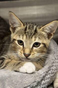 Barrett -  Domestic Short Hair Cat for Adoption in Hilton Head Island, South Carolina - Barrett | PetCurious