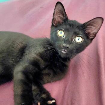 Catgang Puck -  Domestic Short Hair Cat for Adoption in Lakeland, Florida - Catgang Puck | PetCurious
