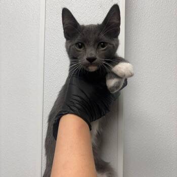 Georgette -  Domestic Short Hair Cat for Adoption in Abilene, Texas - Georgette | PetCurious