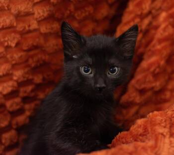 Rescue American Shorthair Cats for Adoption in Rixeyville, Virginia - Flint | PetCurious