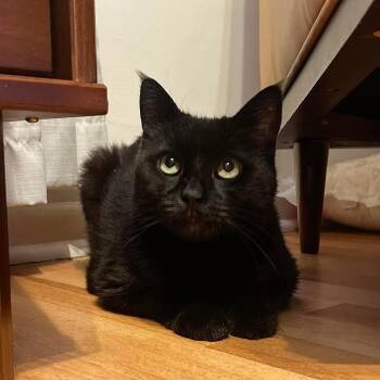 Rescue Domestic Short Hair Cats for Adoption in Philadelphia, Pennsylvania - OLIVE | PetCurious