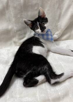 Kitten Comet -  Domestic Short Hair Cat Available for Adoption in Seal Beach, California - Kitten Comet | PetCurious
