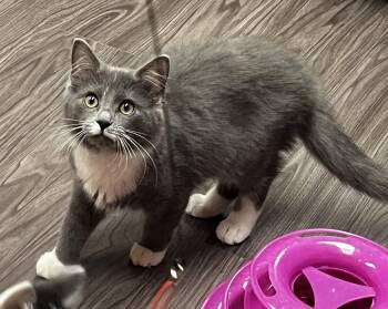 Inky and Binky -  Domestic Medium Hair Cat for Adoption in Lenexa, Kansas - Inky And Binky | PetCurious
