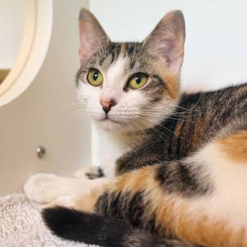 Honey -  Domestic Short Hair Cat for Adoption in Cumming, Georgia - Honey | PetCurious