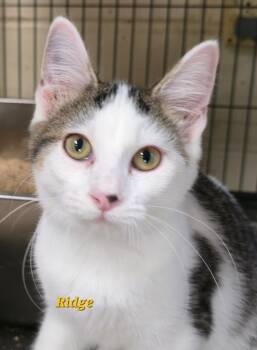 Rescue Domestic Short Hair Cats for Adoption in Cedar Rapids, Iowa - Ridge | PetCurious