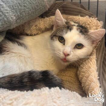 Domestic Short Hair Cats Available for Adoption in Washington, District Of Columbia - Limerick | PetCurious