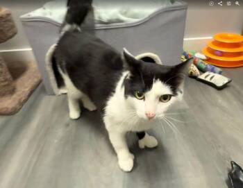 Domestic Short Hair Cats Available for Adoption in Hudson, New Hampshire - Noah | PetCurious