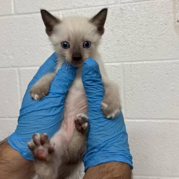 Skippy -  Domestic Short Hair Cat for Adoption in Edinburg, Texas - Skippy | PetCurious