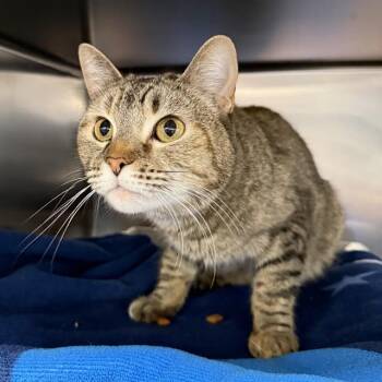 Domestic Short Hair Cats Available for Adoption in Las Vegas, Nevada - CHRISTI | PetCurious