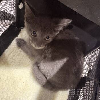 Rescue Domestic Short Hair Cats for Adoption in Livingston, Texas - Stormy | PetCurious