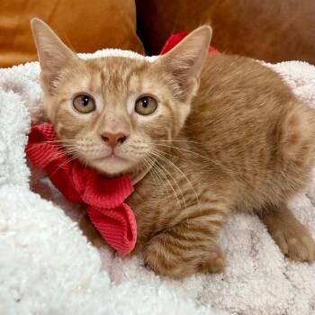 Reba Honeycutt -  Tabby and Domestic Short Hair Cat for Adoption in Friendswood, Texas - Reba Honeycutt | PetCurious