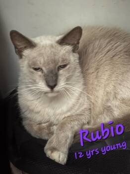 Rubio -  Siamese Cat for Adoption in Longwood, Florida - Rubio | PetCurious