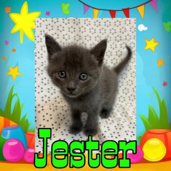 Domestic Medium Hair Cats Available for Adoption in Royse City, Texas - Jester | PetCurious