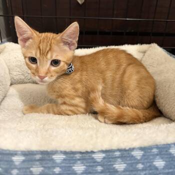 Ochoa -  Tabby Cat for Adoption in Poway, California - Ochoa | PetCurious