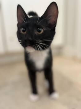 Sour Patch -  Domestic Short Hair Cat for Adoption in Hilton Head Island, South Carolina - Sour Patch | PetCurious