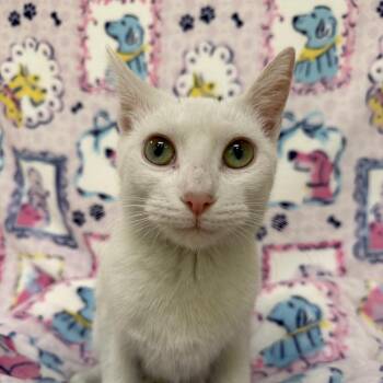 Bell -  Domestic Short Hair Cat for Adoption in Riverwoods, Illinois - Bell | PetCurious