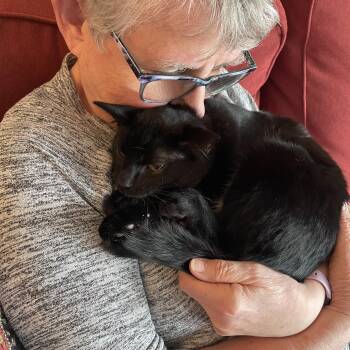 Rescue Domestic Short Hair Cats for Adoption - Ben | PetCurious