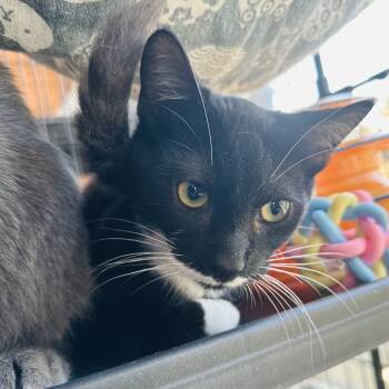 Rescue Domestic Short Hair Cats for Adoption in Chino Hills, California - Mortem C000-426 - Costa Mesa Location | PetCurious