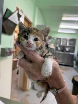 Iris -  Domestic Short Hair and American Shorthair Cat for Adoption in Bedford, Indiana - Iris | PetCurious