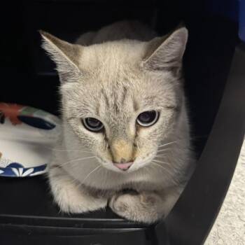 Mrs. Blue -  Domestic Short Hair Cat for Adoption in Des Moines, Iowa - Mrs. Blue | PetCurious