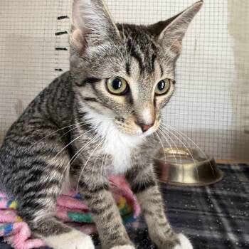 Criket -  Domestic Short Hair Cat for Adoption in Deming, New Mexico - Criket | PetCurious