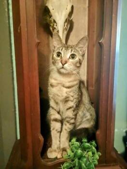 Domestic Short Hair Cats Available for Adoption in St. Augustine, Florida - Sansa | PetCurious