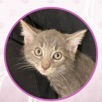 Zydeco -  Domestic Short Hair Cat for Adoption in Toms River, New Jersey - Zydeco | PetCurious