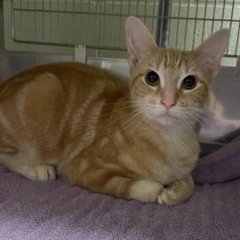Beetle -  Domestic Short Hair Cat for Adoption in South Bend, Indiana - Beetle | PetCurious