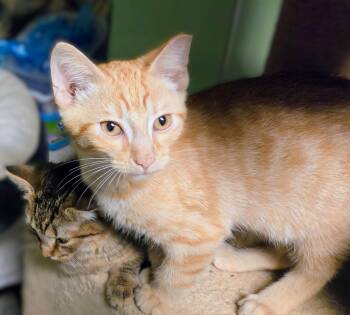 Jack -  Tabby Cat for Adoption in New Albany, Ohio - Jack | PetCurious