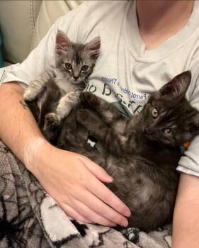 Button -  Domestic Short Hair Cat for Adoption in Vancouver, Washington - Button | PetCurious