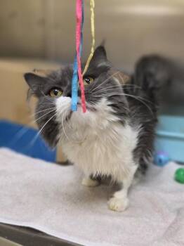Nacho -  Domestic Long Hair and Domestic Short Hair Cat for Adoption in Westland, Michigan - Nacho | PetCurious